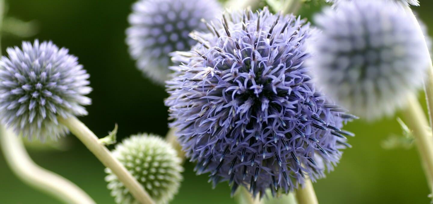 توزیع اندام تکثیری گیاهان دارویی در خوزستان