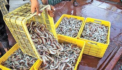 تشدید پایش و مراقبت بهداشتی در مراکز تکثیر میگوی کنارک