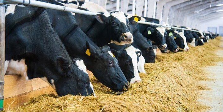 آموزش مدیریت پسماند‌های دامی در اندیکا