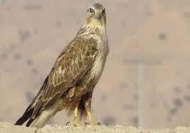 رها سازی پرنده سارگپه پا بلند در تالاب گندمان