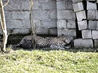 مشاهده یک قلاده پلنگ ایرانی در حیاط خانه روستایی در ماسال