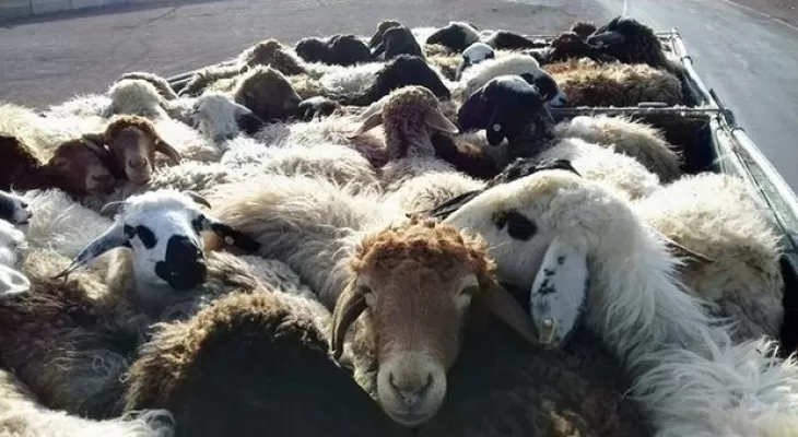 دستگیری سارق مسلح احشام در عملیات پلیس کرمان دستگیری سارق مسلح احشام در عملیات پلیس کرمان