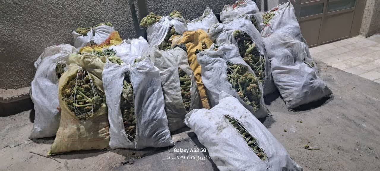 کشف ۲۰۰ کیلویی قاچاق گیاهان دارویی در تکاب