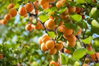 برداشت بیش از ۲۷ هزار تُن زردآلو در آذربایجان غربی