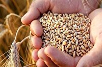 خرید ۹۵۰۰ تن گندم در تعاون روستایی آذربایجان شرقی