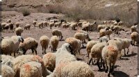 هشدار دامپزشکی مهرستان به دامداران