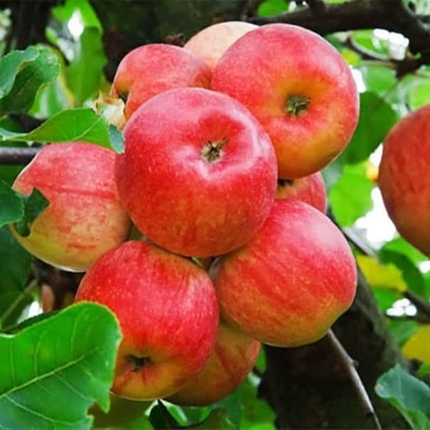 پیش بینی برداشت ۴۰ هزار تن سیب تابستانه در آذربایجان غربی