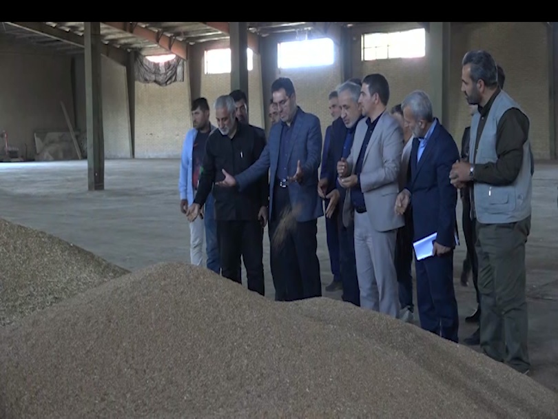 پیش‌بینی خرید ۸۰ هزار تن گندم در اردبیل