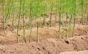کشت مارچوبه برای نخستین بار در اسدآباد