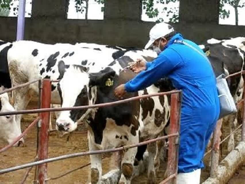امسال ۹ میلیون نوبت راس دام در آذربایجان‌غربی مایه‌کوبی شد