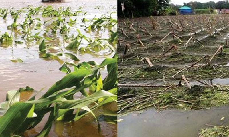 اعلام وضعیت فوق‌العاده کشاورزی در پاکستان پس از خسارت‌های سیل