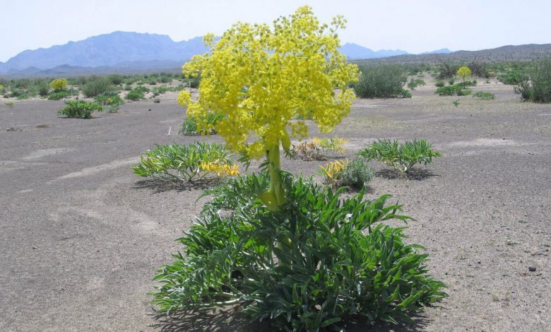 پیش بینی برداشت حدود ۵ هزار کیلوگرم شیره باریجه در خراسان شمالی