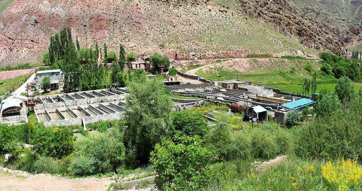 تولید ۹۰۰ تُن ماهی سردآبی در کلات