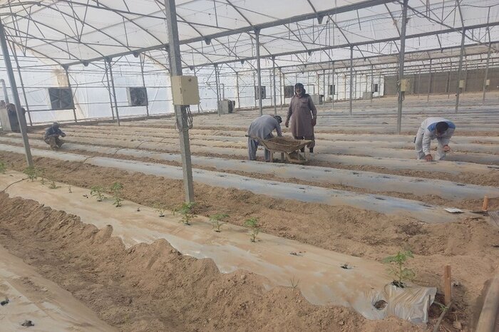 کشت ارقام جدید گوجه و خیار در منطقه سیستان