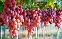 تاکستان، طلای شیرین را جهانی کرد + فیلم