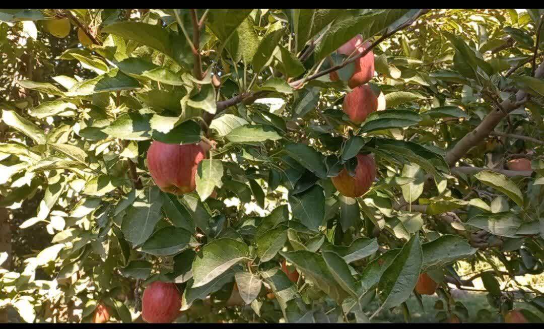 تولید و برداشت ۱۲۵ هزار تن سیب از باغات اشنویه