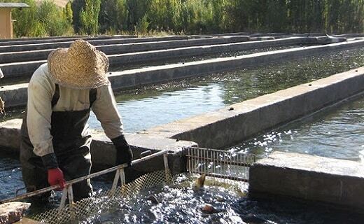 تولید ۲ هزار و ۷۲۹ تن گوشت ماهی در خراسان جنوبی