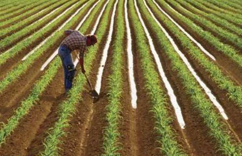 کشت گندم در پارسیان