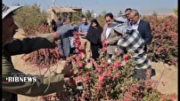 آغاز برداشت زرشک در زرند قطب تولید استان