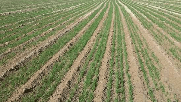 اختصاص ۱۹ هزار هکتار اراضی گچساران به کشت غلات