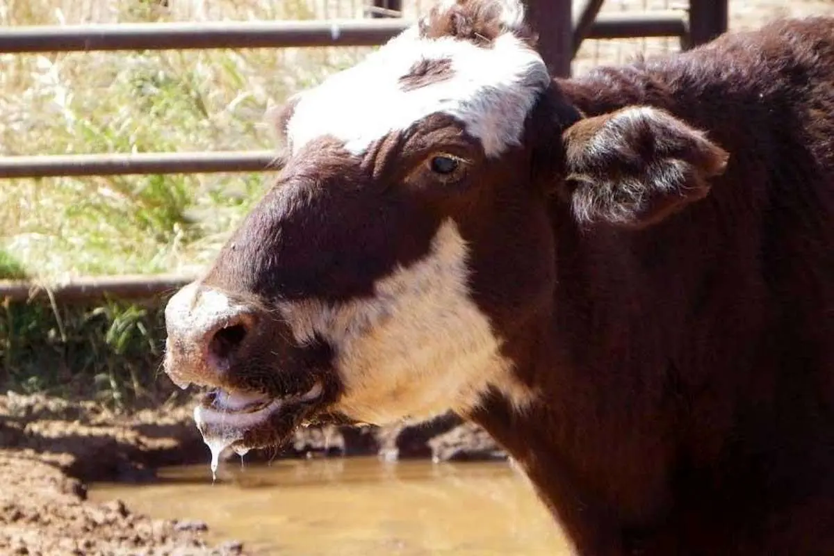 وضعیت هشدار قرمز تب برفکی در استان یزد وضعیت هشدار قرمز تب برفکی در استان یزد