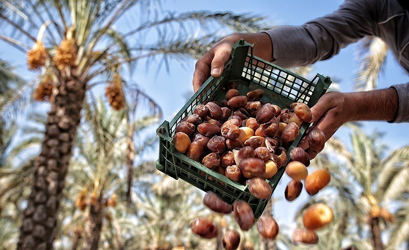 بازار خرما، زیر سایه دلالان، اختلاف قیمت از نخلستان تا سفره مردم بازار خرما، زیر سایه دلالان، اختلاف قیمت از نخلستان تا سفره مردم