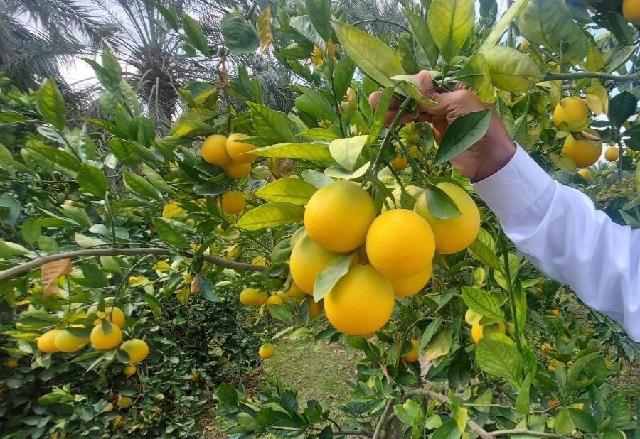پیشبینی برداشت بیش از ۱۳۵ هزار تن مرکبات در جویبار پیشبینی برداشت بیش از ۱۳۵ هزار تن مرکبات در جویبار