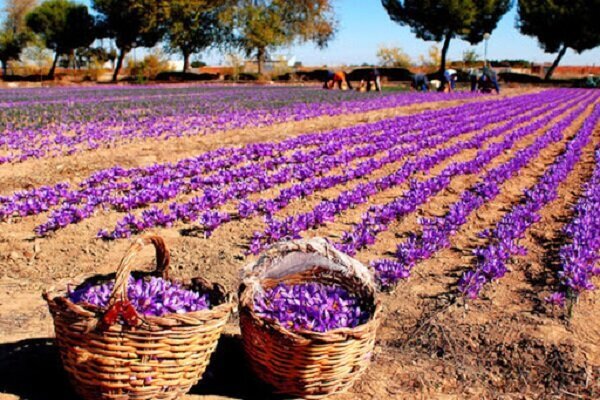 برداشت زعفران در استان کرمانشاه آغاز شد برداشت زعفران در استان کرمانشاه آغاز شد
