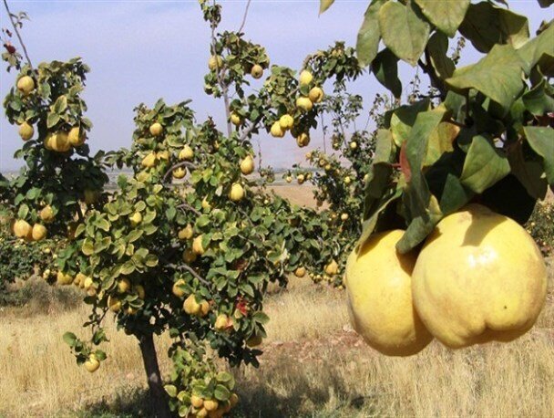 پیش‌بینی برداشت بیش از ۲۵۰ تُن بِه در آذربایجان‌غربی