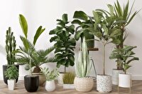 کدام گیاهان میتواند موجب بروز مسمومیت شود ؟