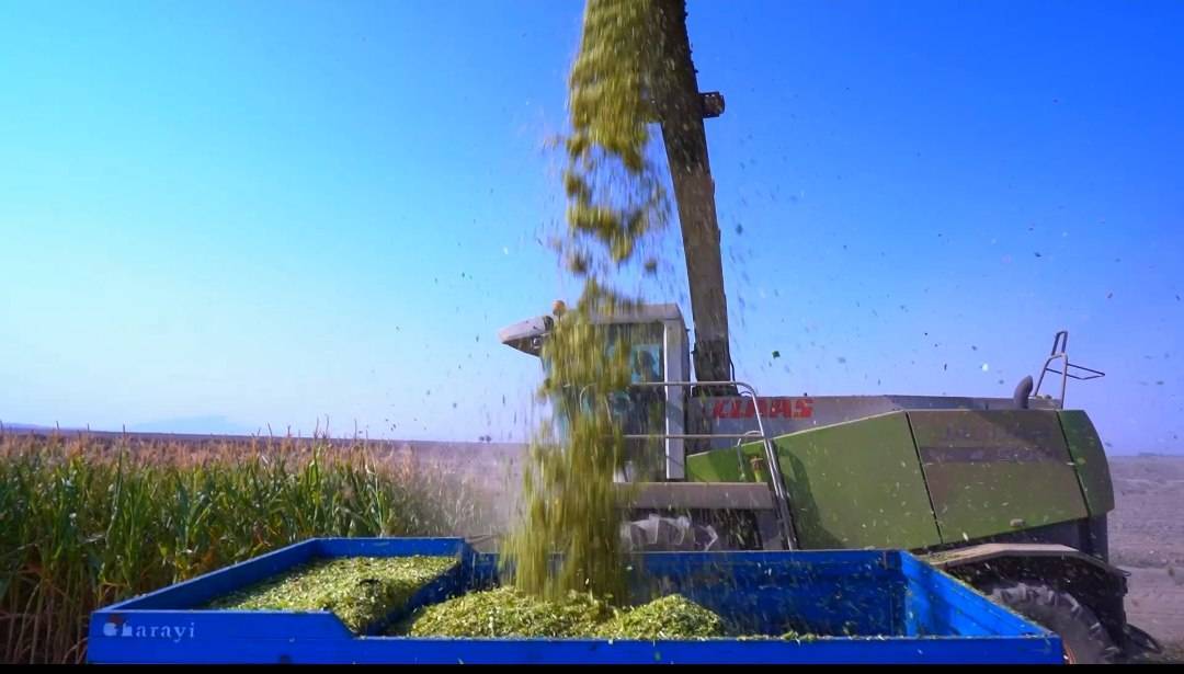 ۴۵۰ هکتار زیرکشت ذرت علوفهای در خواف ۴۵۰ هکتار زیرکشت ذرت علوفهای در خواف