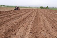 ۸۵۰ هکتار از اراضی خرمشهر زیر کشت کلزا