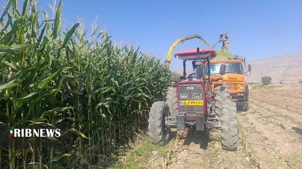 برداشت ذرت علوفه‌ای در چرام