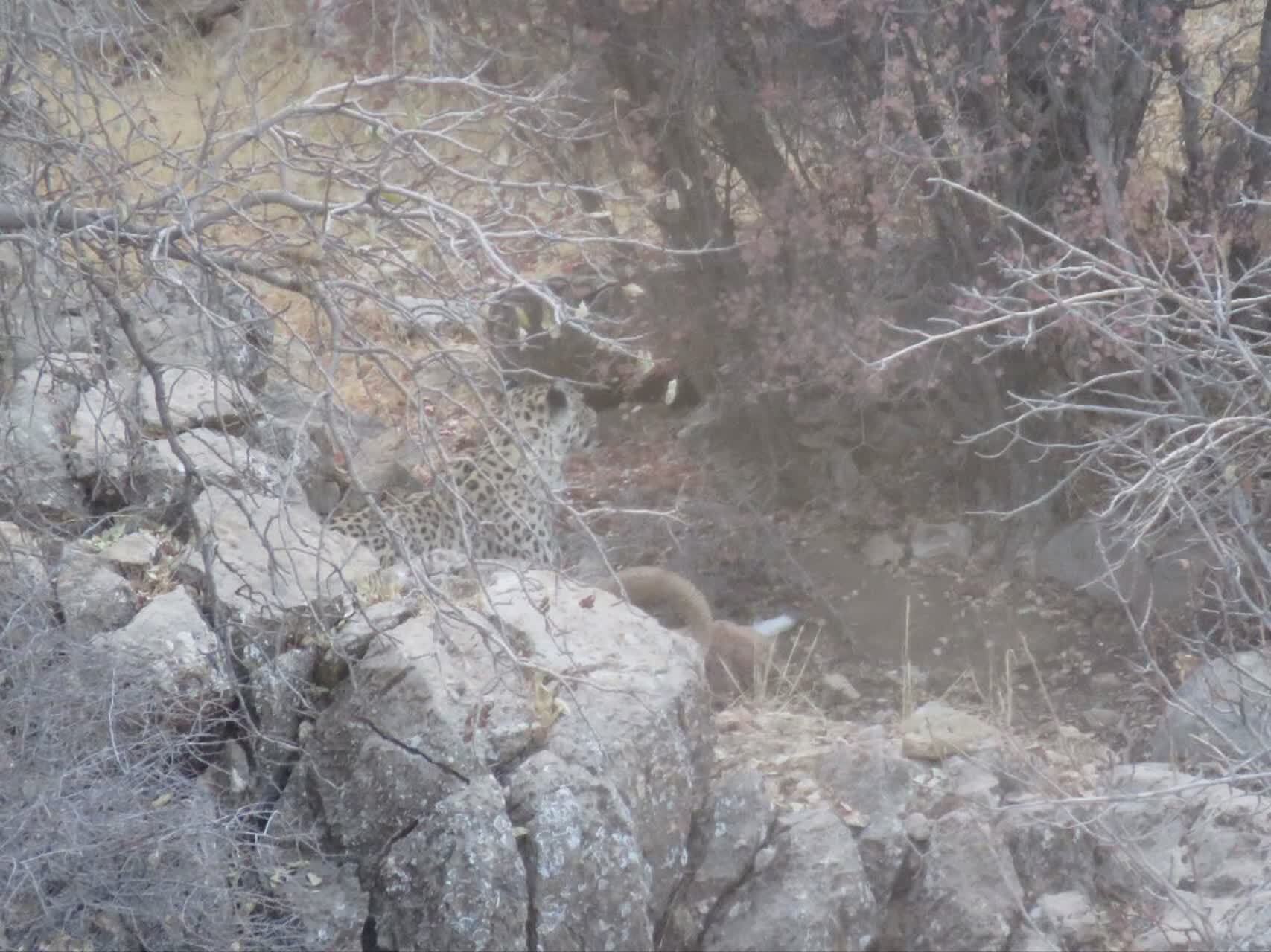 مشاهده پلنگ ایرانی در خاتم