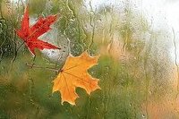 بارش ۱۰ میلیمتری باران در بن