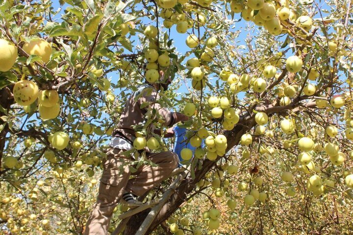 کاهش تولید سیب در شهرستان مهاباد