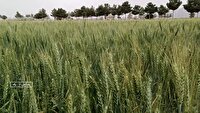 برگزاری کارگاه آموزشی بذر گندم و جو در میامی