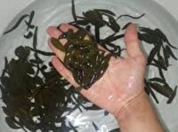 کشف حدود ۲ هزار نخ زالوی غیرمجاز در بندرانزلی