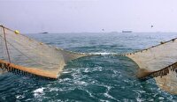 پیش‌بینی تولید ۴۵ هزار تن میگو در استان بوشهر
