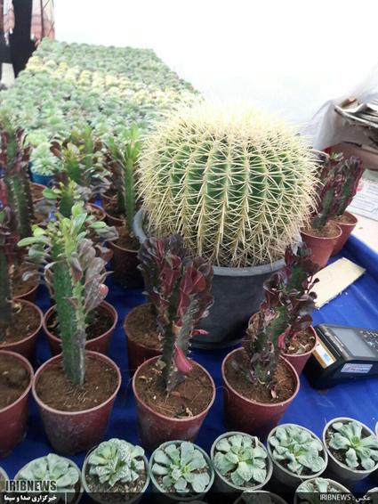 نخستین نمایشگاه گل و گیاه در محل نمایشگاه بین المللی اردبیل