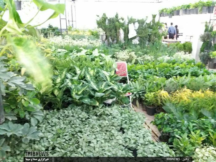 نخستین نمایشگاه گل و گیاه در محل نمایشگاه بین المللی اردبیل