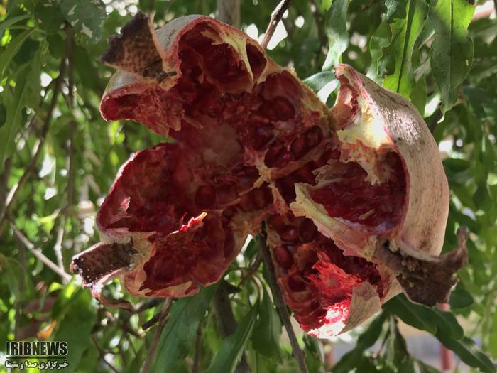 انار خندانی که نصیب گنجشک ها شد /محوطه صدا و سیمای یزد