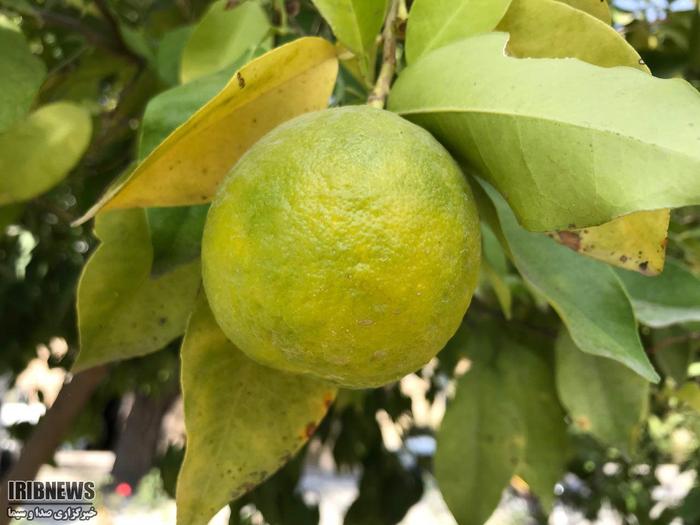 میوه پاییزی نارنج در محوطه شرکت آب و فاضلاب یزد