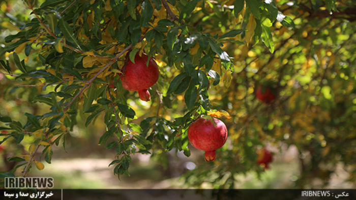 انارستان سیاب کوهدشت 