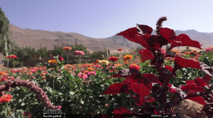 جشنواره گل و گیاه در روستای گایکان شهرستان الیگودرز