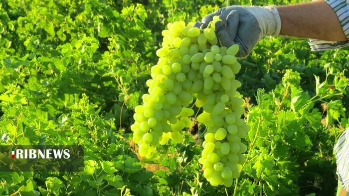 برداشت انگور از ۱۷۰ هکتار از تاکستان‌های شهرستان کهگیلویه