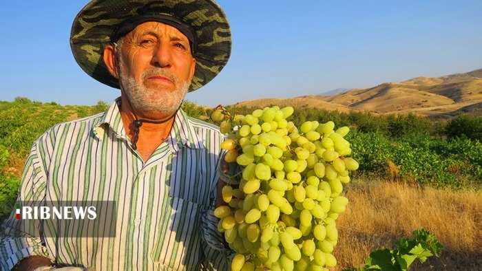 برداشت انگور از ۱۷۰ هکتار از تاکستان‌های شهرستان کهگیلویه